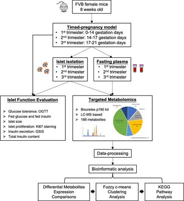 Adaptive Changes in Glucose Homeostasis and Islet Function During Pregnancy: A Targeted Metabolomics Study in Mice